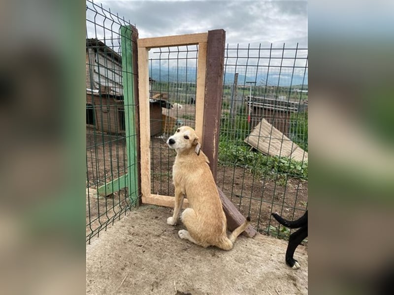 Saphira - die sanfte, langbeinige Hündin sucht ein liebevolles Zuhause in dem sie alles lernen darf