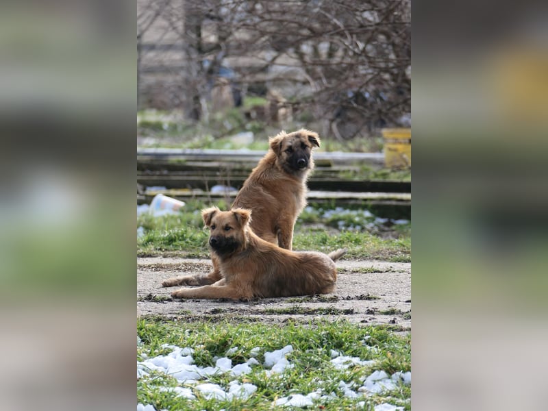 wunderschöne DANI sucht geduldiges Zuhause