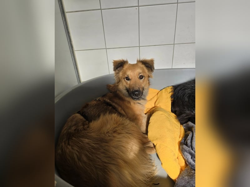 wunderschöne DANI sucht geduldiges Zuhause