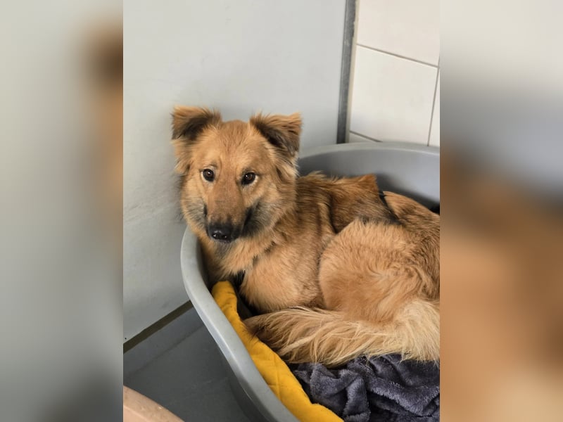 wunderschöne DANI sucht geduldiges Zuhause
