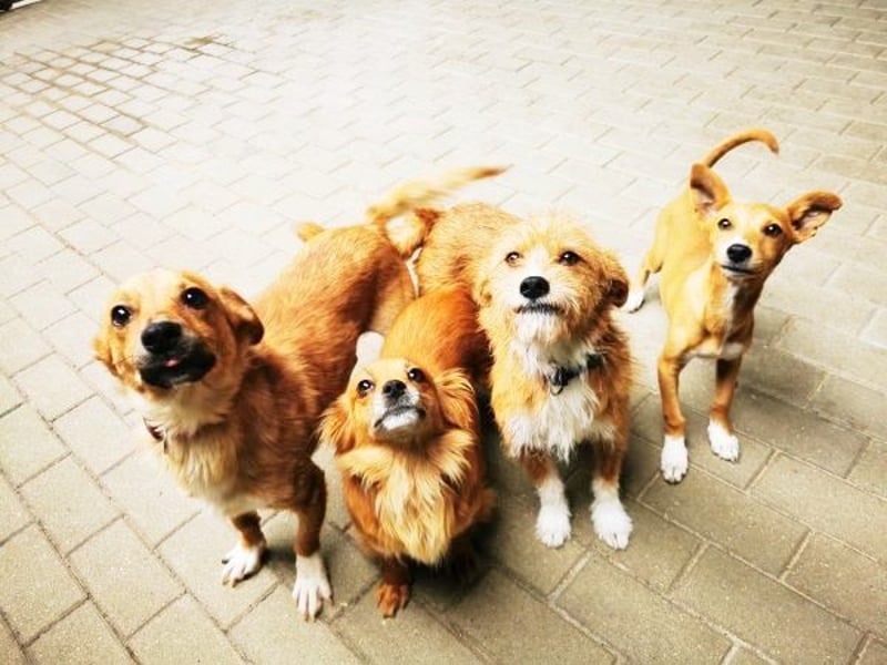 Nala, Mischling, geb. 2023, sehr liebe Hündin sucht Zuhause
