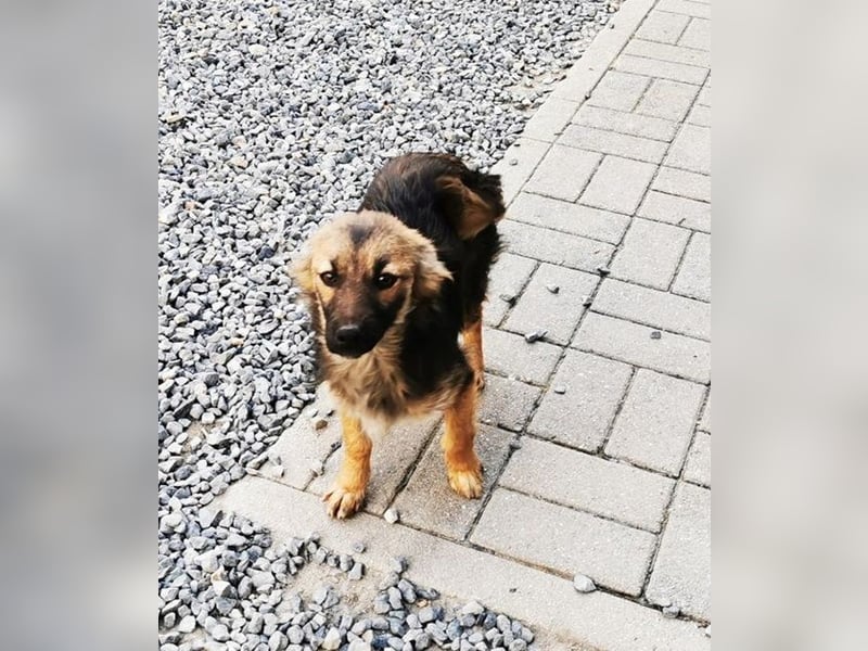 Cleo, Mischling, geb. 4/ 2024,aktive, sehr liebe kleine Schäfermix Hündin