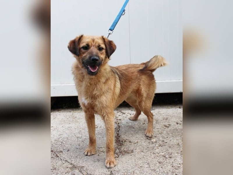 Hanna, Mischling, geb. 1/ 2024, aktive, freundliche Hündin sucht Zuhause