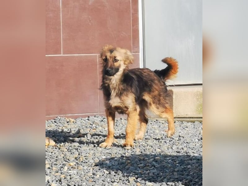 Cleo, Mischling, geb. 4/ 2024,aktive, sehr liebe kleine Schäfermix Hündin