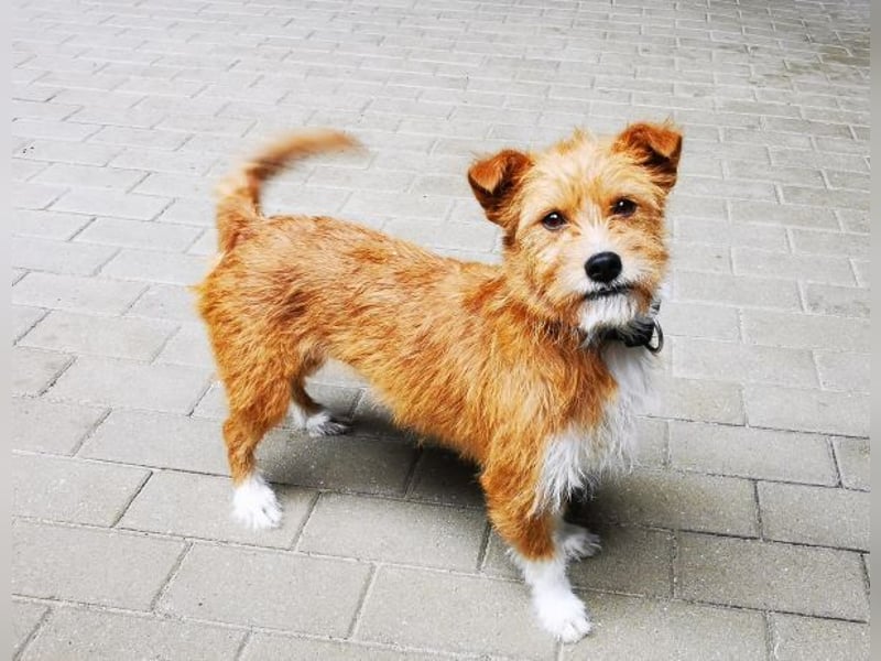 Nala, Mischling, geb. 2023, sehr liebe Hündin sucht Zuhause