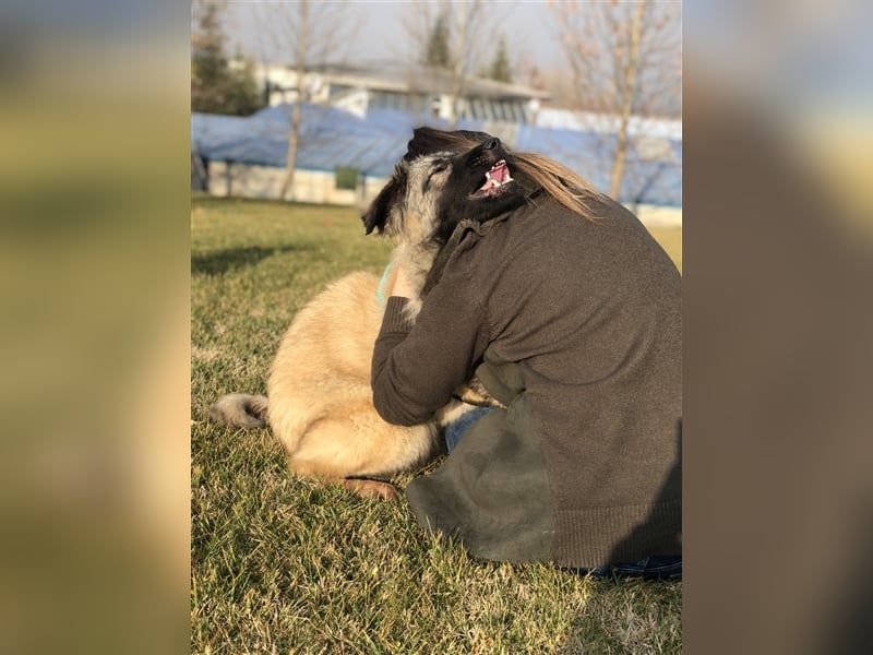 Sasha, eine besondere Hündin sucht ein verständnisvolles Zuhause