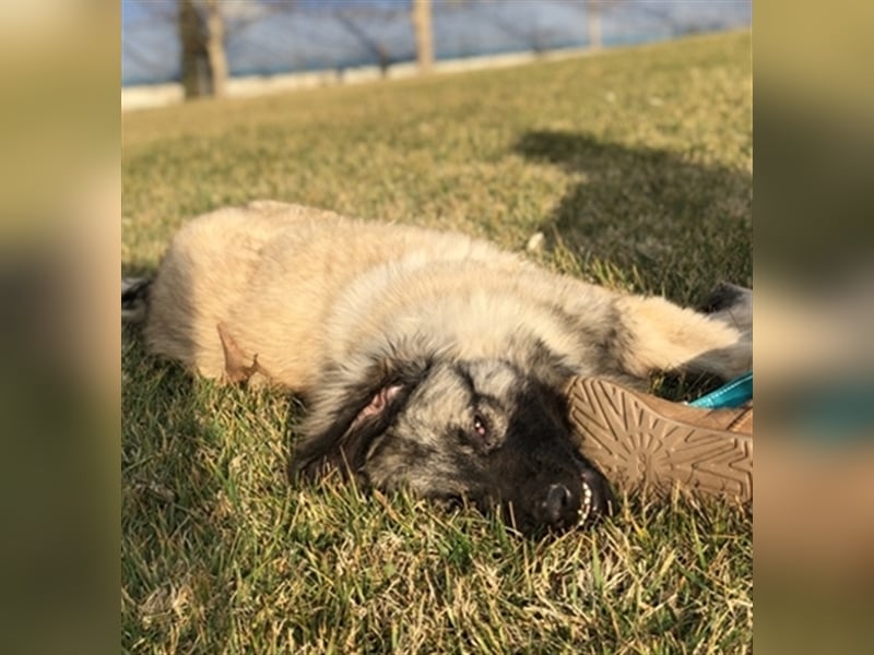 Sasha, eine besondere Hündin sucht ein verständnisvolles Zuhause