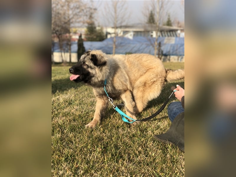 Sasha, eine besondere Hündin sucht ein verständnisvolles Zuhause