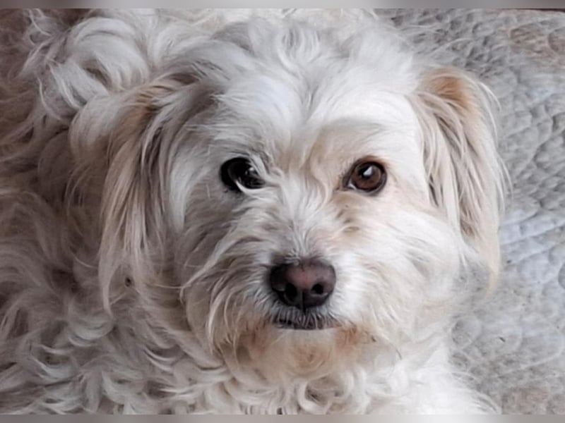 ELLIE-sehr lieb und brav, sehr ruhig, sehr zum liebhaben bereit für ihre liebevolle Familie