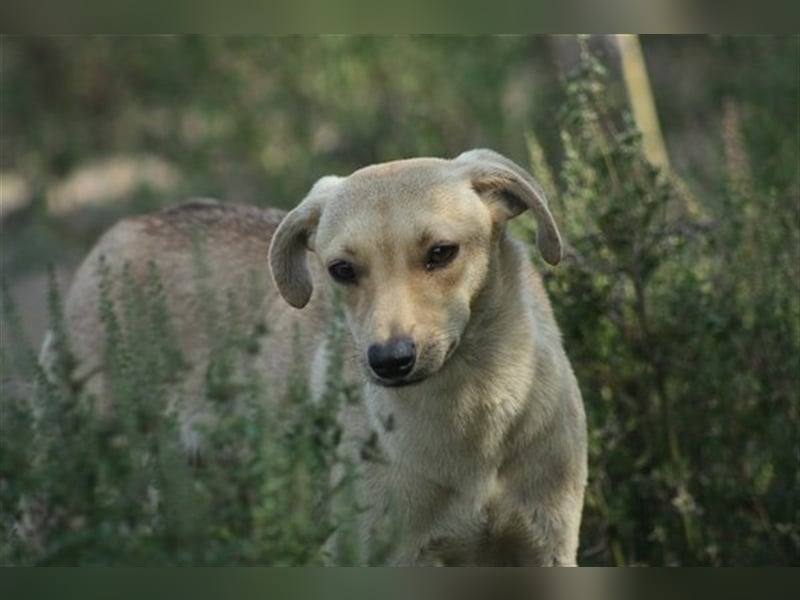 Fahej sucht hundeerfahrene Menschen