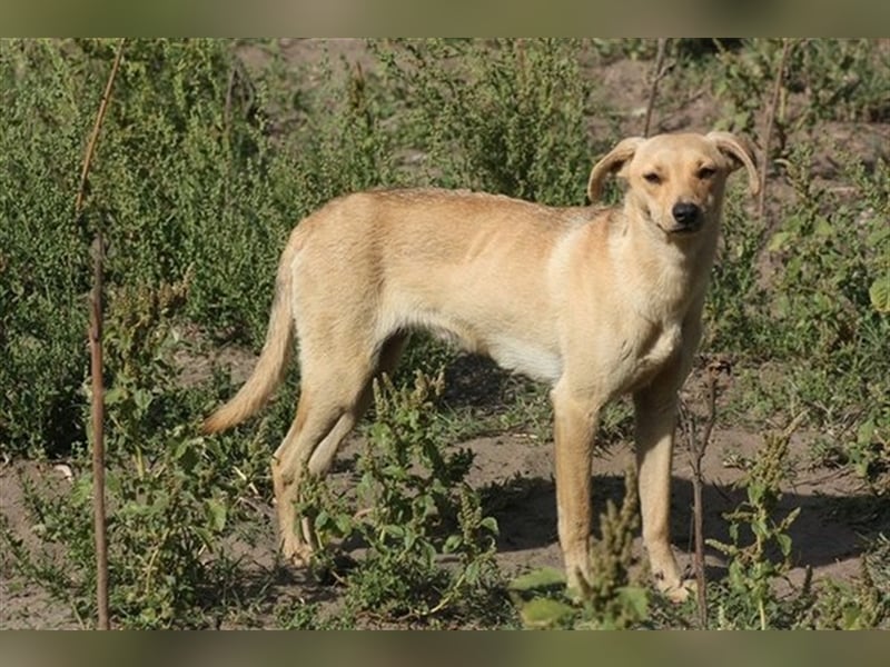 Fahej sucht hundeerfahrene Menschen