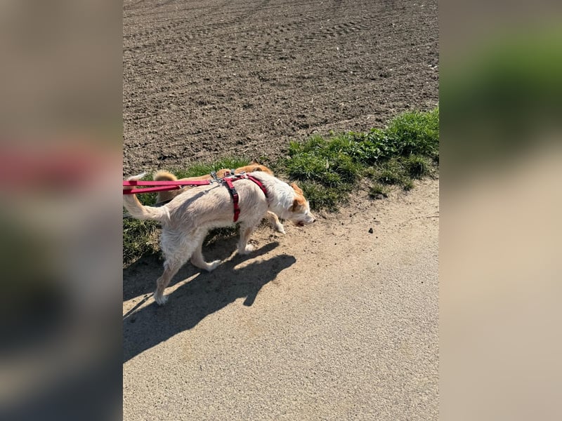 SANDY ❤️ ein liebevoller Gefährte, Pflegefamilie Elsdorf