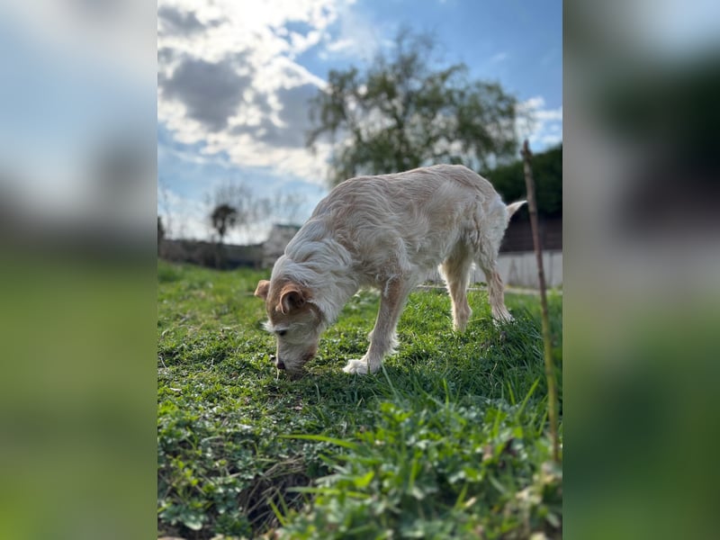 SANDY ❤️ ein liebevoller Gefährte, Pflegefamilie Elsdorf