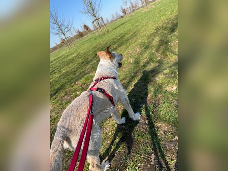 SANDY ❤️ ein liebevoller Gefährte, Pflegefamilie Elsdorf