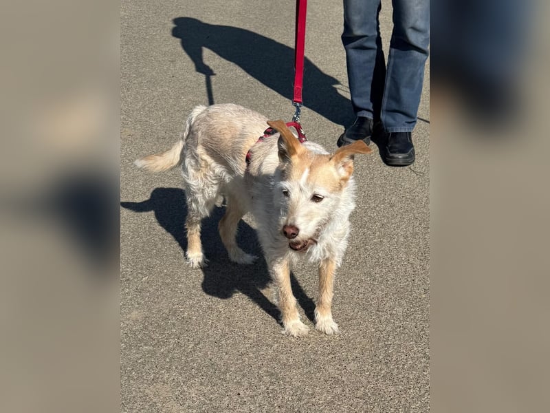 SANDY ❤️ ein liebevoller Gefährte, Pflegefamilie Elsdorf