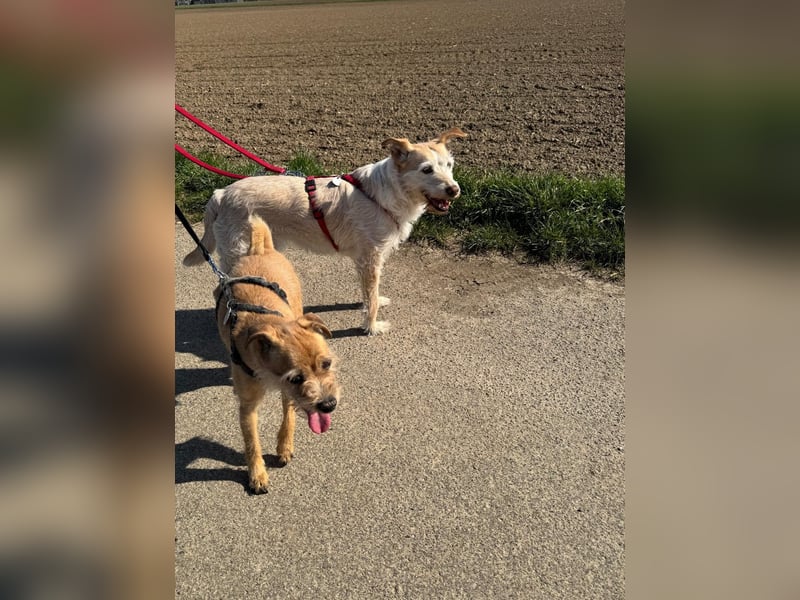SANDY ❤️ ein liebevoller Gefährte, Pflegefamilie Elsdorf