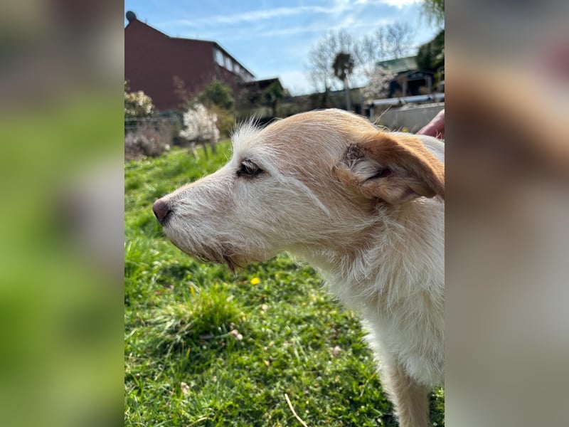 SANDY ❤️ ein liebevoller Gefährte, Pflegefamilie Elsdorf