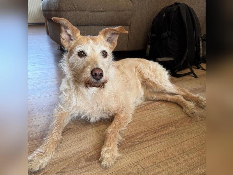 SANDY ❤️ ein liebevoller Gefährte, Pflegefamilie Elsdorf