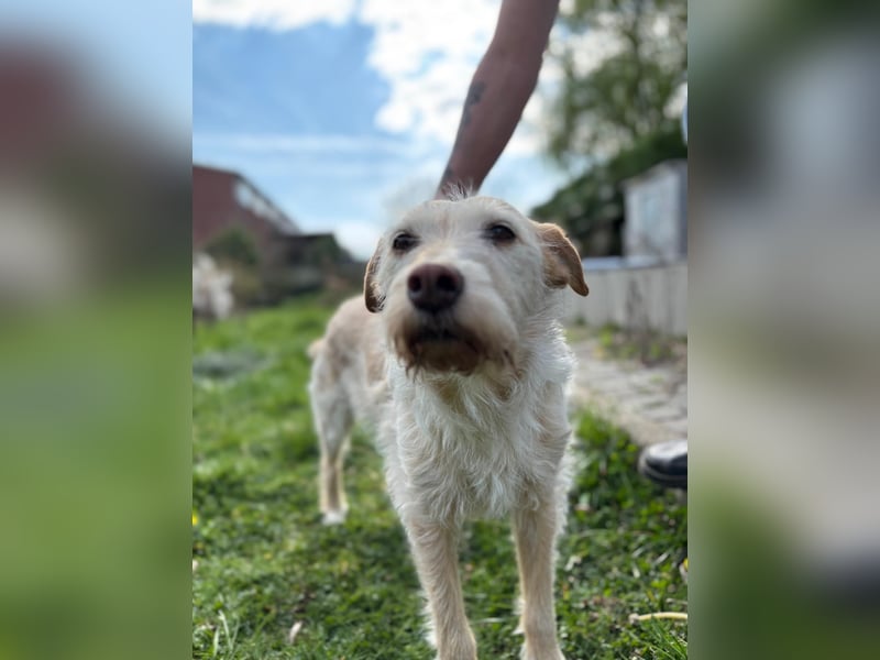 SANDY ❤️ ein liebevoller Gefährte, Pflegefamilie Elsdorf