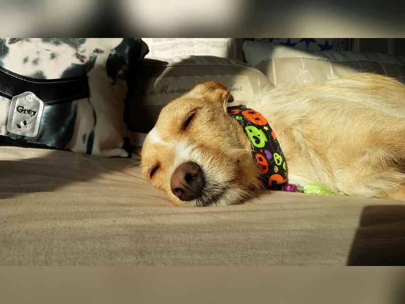 SANDY ❤️ ein liebevoller Gefährte, Pflegefamilie Elsdorf