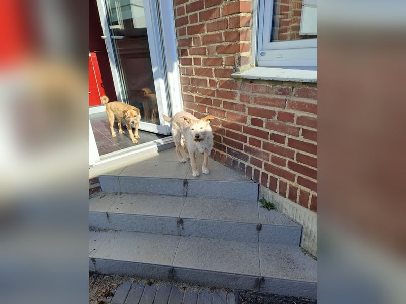 SANDY ❤️ ein liebevoller Gefährte, Pflegefamilie Elsdorf