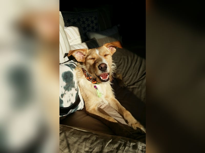 SANDY ❤️ ein liebevoller Gefährte, Pflegefamilie Elsdorf