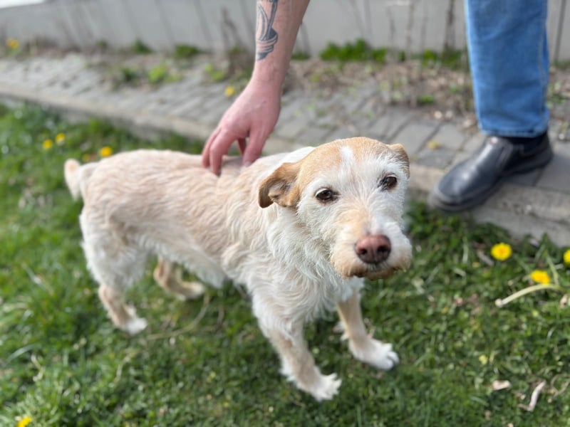 SANDY ❤️ ein liebevoller Gefährte, Pflegefamilie Elsdorf