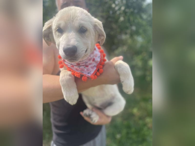 Scarlett - kleines Kuschelwunder auf vier Pfoten