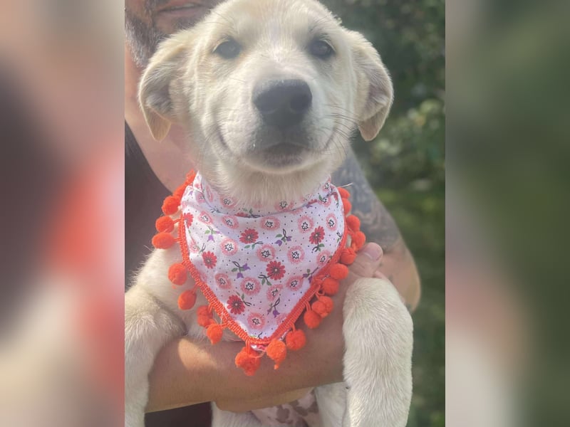 Scarlett - kleines Kuschelwunder auf vier Pfoten