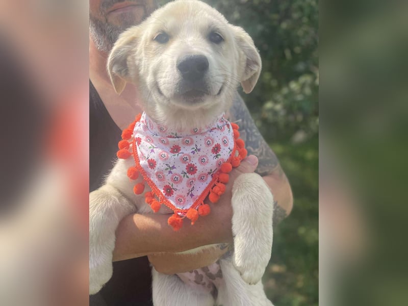 Scarlett - kleines Kuschelwunder auf vier Pfoten