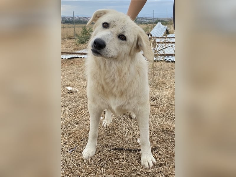 Felicitas, geb. ca. 12/2021, lebt in GRIECHENLAND, auf einem Gelände, auf dem die Hunde notdürftig v
