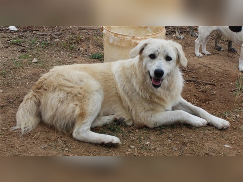 Felicitas, geb. ca. 12/2021, lebt in GRIECHENLAND, auf einem Gelände, auf dem die Hunde notdürftig v