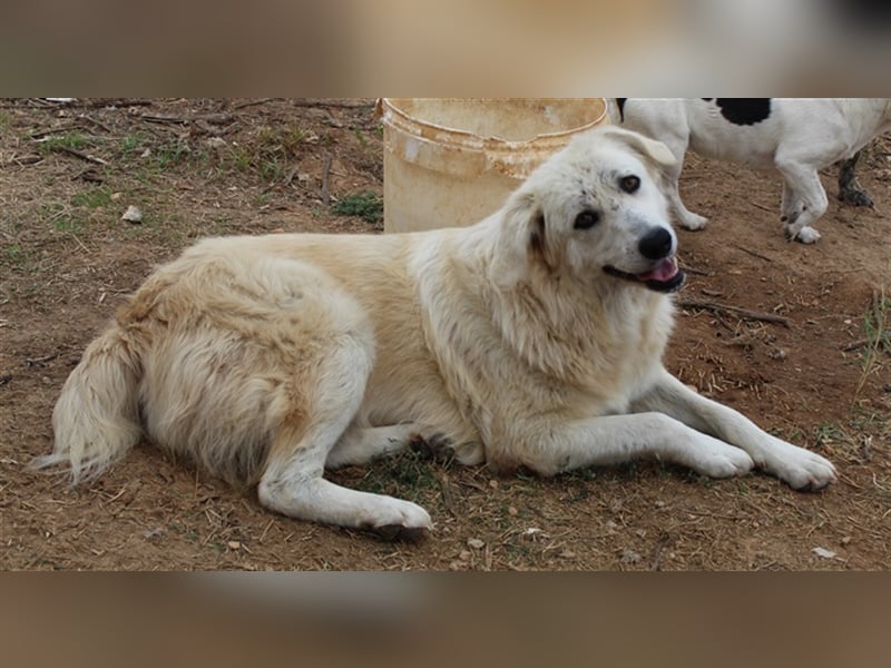 Felicitas, geb. ca. 12/2021, lebt in GRIECHENLAND, auf einem Gelände, auf dem die Hunde notdürftig v