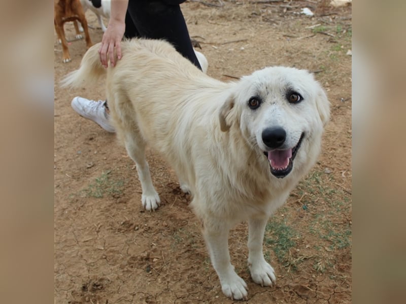 Felicitas, geb. ca. 12/2021, lebt in GRIECHENLAND, auf einem Gelände, auf dem die Hunde notdürftig v