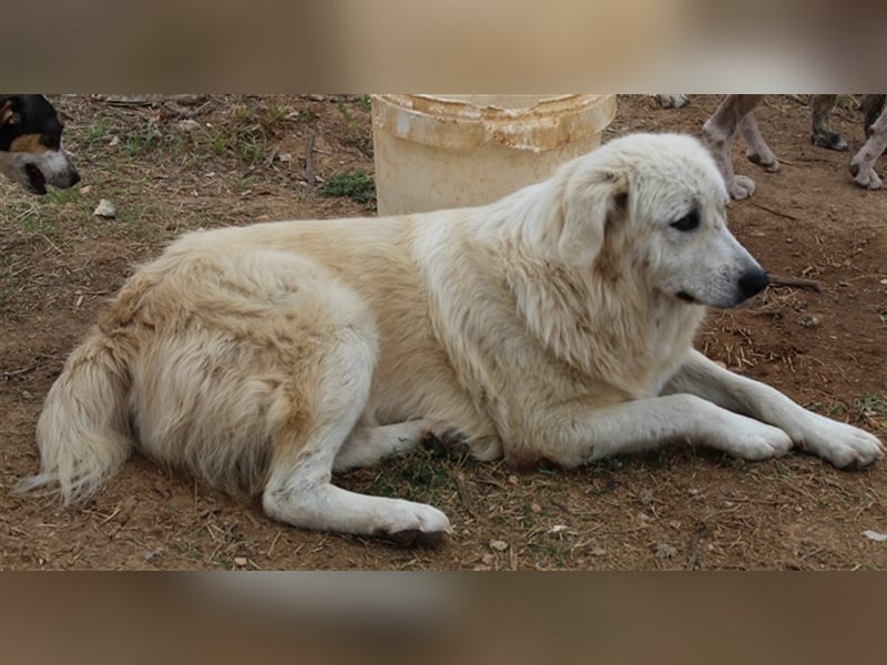 Felicitas, geb. ca. 12/2021, lebt in GRIECHENLAND, auf einem Gelände, auf dem die Hunde notdürftig v