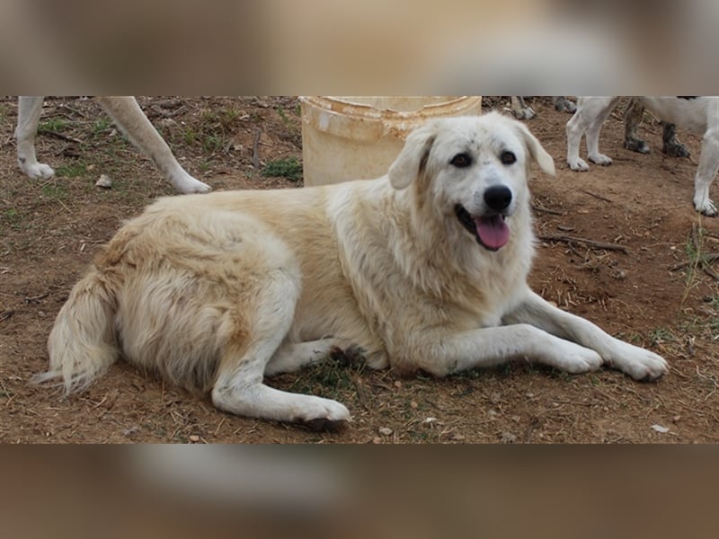 Felicitas, geb. ca. 12/2021, lebt in GRIECHENLAND, auf einem Gelände, auf dem die Hunde notdürftig v