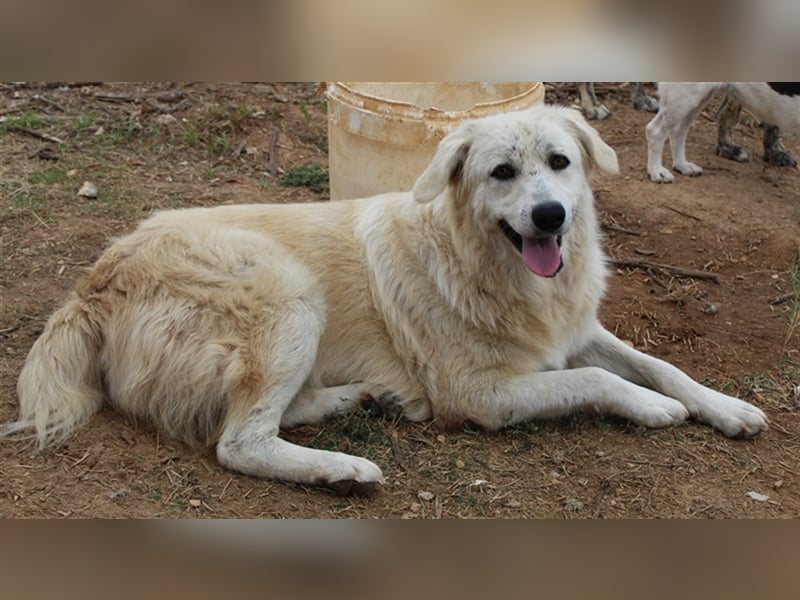 Felicitas, geb. ca. 12/2021, lebt in GRIECHENLAND, auf einem Gelände, auf dem die Hunde notdürftig v