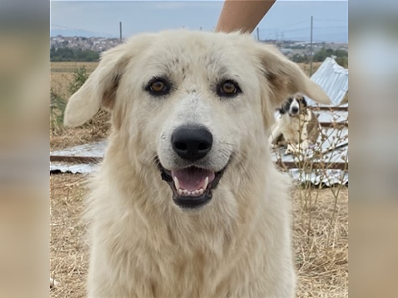 Felicitas, geb. ca. 12/2021, lebt in GRIECHENLAND, auf einem Gelände, auf dem die Hunde notdürftig v