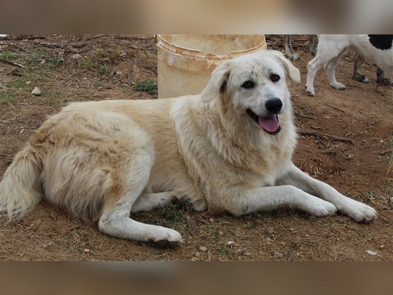 Felicitas, geb. ca. 12/2021, lebt in GRIECHENLAND, auf einem Gelände, auf dem die Hunde notdürftig v
