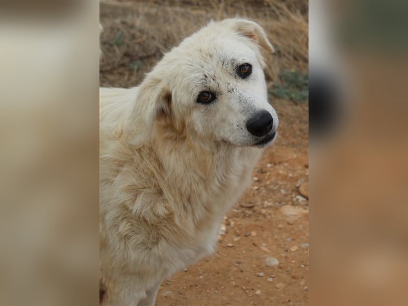 Felicitas, geb. ca. 12/2021, lebt in GRIECHENLAND, auf einem Gelände, auf dem die Hunde notdürftig v