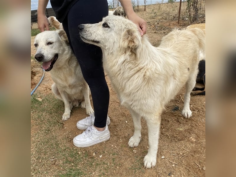 Felicitas, geb. ca. 12/2021, lebt in GRIECHENLAND, auf einem Gelände, auf dem die Hunde notdürftig v