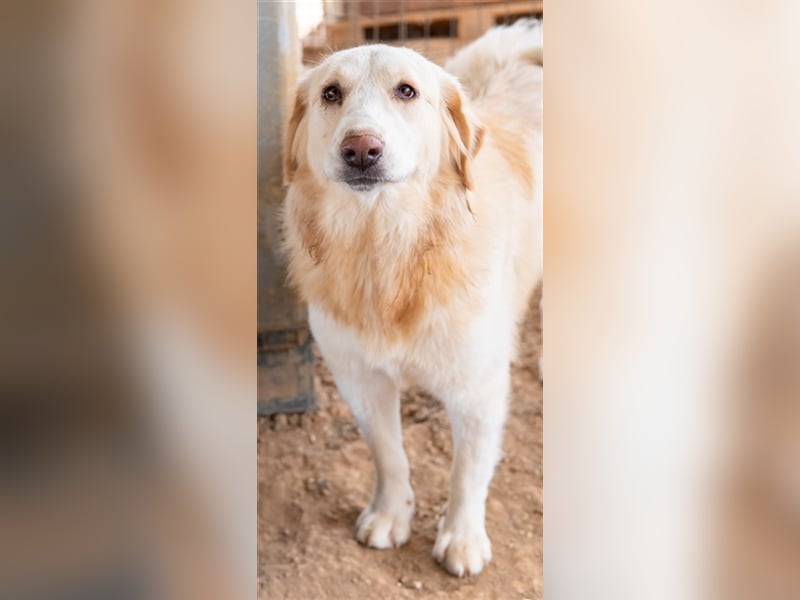 Hyrenia, geb. ca. 03/2020, lebt in GRIECHENLAND, auf einem Gelände, auf dem die Hunde notdürftig ver