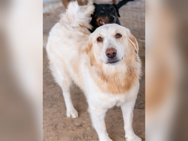 Hyrenia, geb. ca. 03/2020, lebt in GRIECHENLAND, auf einem Gelände, auf dem die Hunde notdürftig ver