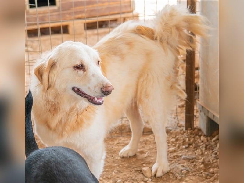 Hyrenia, geb. ca. 03/2020, lebt in GRIECHENLAND, auf einem Gelände, auf dem die Hunde notdürftig ver