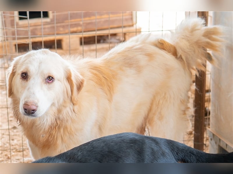 Hyrenia, geb. ca. 03/2020, lebt in GRIECHENLAND, auf einem Gelände, auf dem die Hunde notdürftig ver