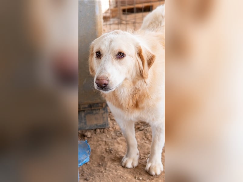 Hyrenia, geb. ca. 03/2020, lebt in GRIECHENLAND, auf einem Gelände, auf dem die Hunde notdürftig ver