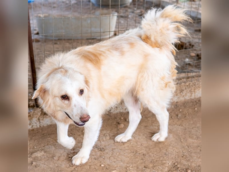 Hyrenia, geb. ca. 03/2020, lebt in GRIECHENLAND, auf einem Gelände, auf dem die Hunde notdürftig ver