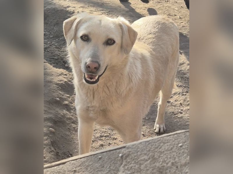 Die zauberhafte Elly sucht ihre Menschen