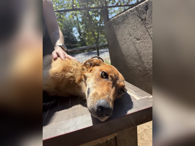Luizi sucht ein Zuhause