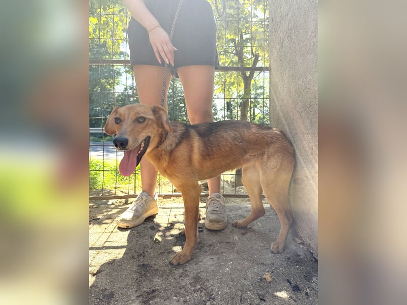 Luizi sucht ein Zuhause